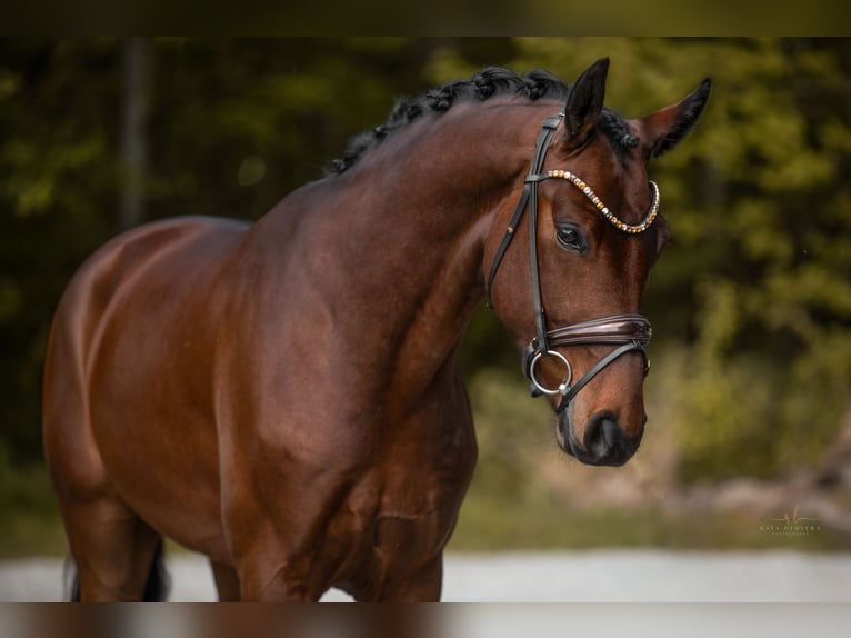 Hannoveraner Wallach 4 Jahre 169 cm Brauner in Wehringen
