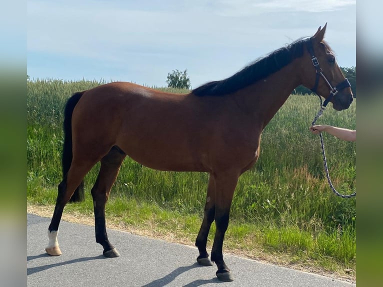 Hannoveraner Wallach 4 Jahre 169 cm Brauner in Zernien