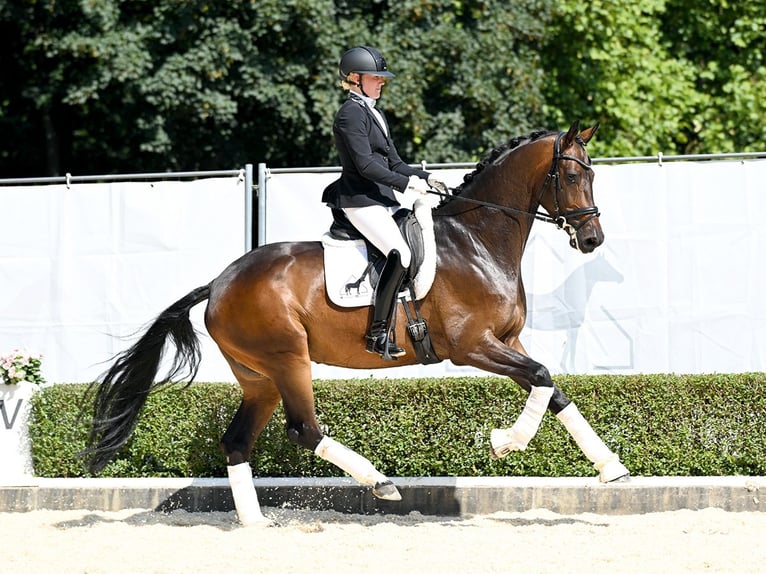 Hannoveraner Wallach 4 Jahre 169 cm Dunkelbrauner in Bad Bevensen