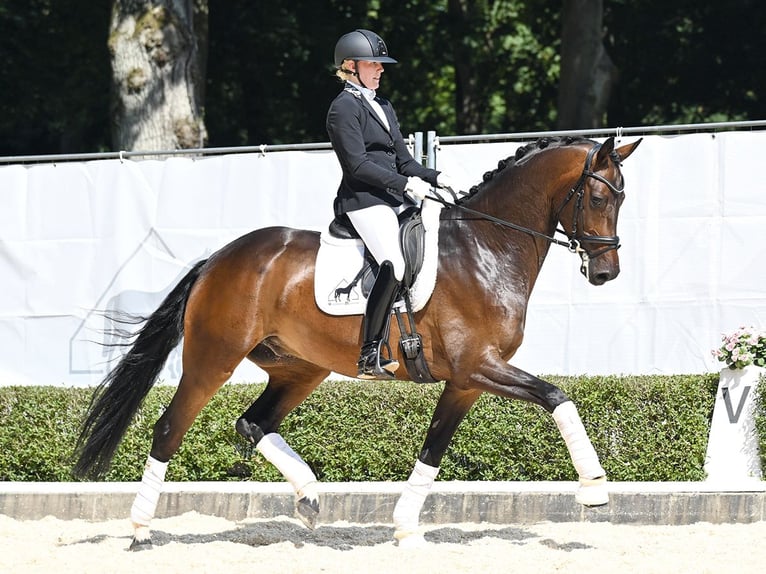 Hannoveraner Wallach 4 Jahre 169 cm Dunkelbrauner in Bad Bevensen