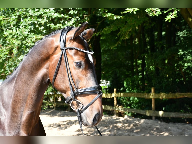 Hannoveraner Wallach 4 Jahre 169 cm Dunkelbrauner in Ebersdorf