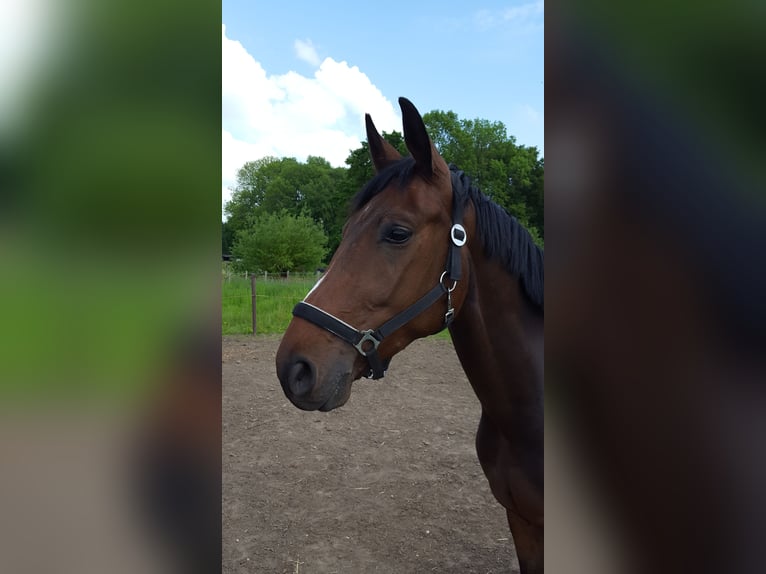 Hannoveraner Wallach 4 Jahre 169 cm Dunkelbrauner in Moers