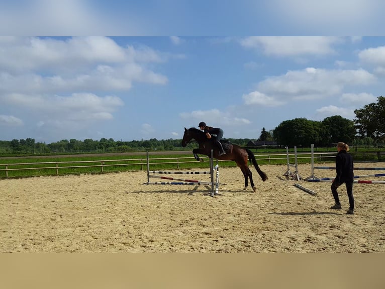 Hannoveraner Wallach 4 Jahre 169 cm Dunkelbrauner in Moers