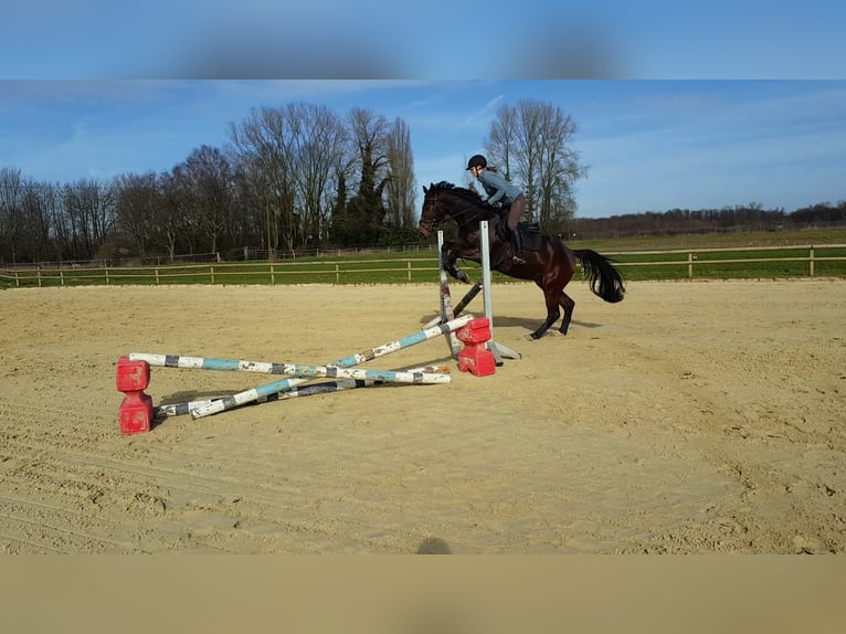 Hannoveraner Wallach 4 Jahre 169 cm Dunkelbrauner in Moers