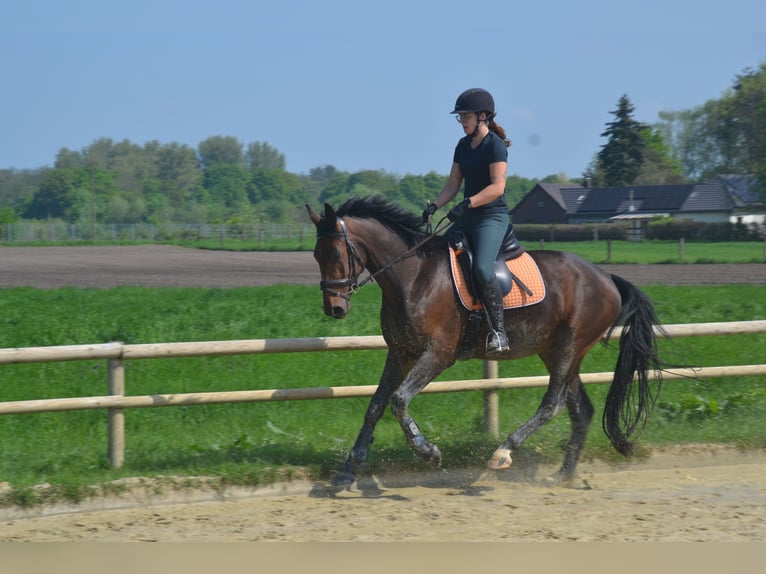 Hannoveraner Wallach 4 Jahre 169 cm Dunkelbrauner in Moers