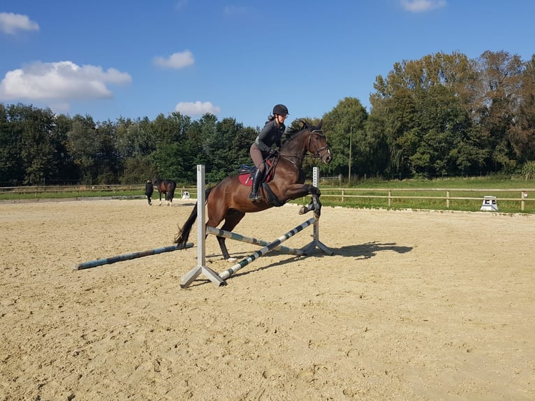 Hannoveraner Wallach 4 Jahre 169 cm Dunkelbrauner in Moers
