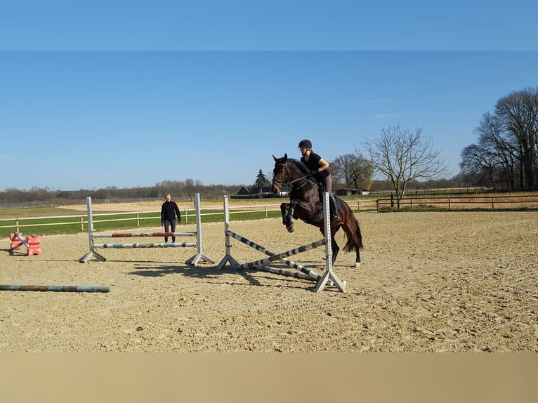 Hannoveraner Wallach 4 Jahre 169 cm Dunkelbrauner in Moers