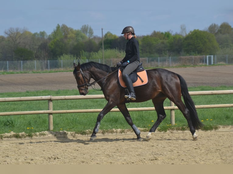 Hannoveraner Wallach 4 Jahre 169 cm Dunkelbrauner in Moers