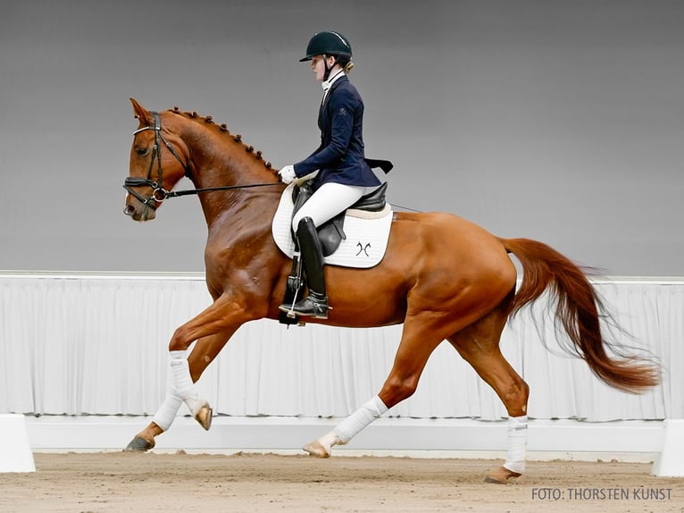 Hannoveraner Wallach 4 Jahre 169 cm Dunkelfuchs in Verden