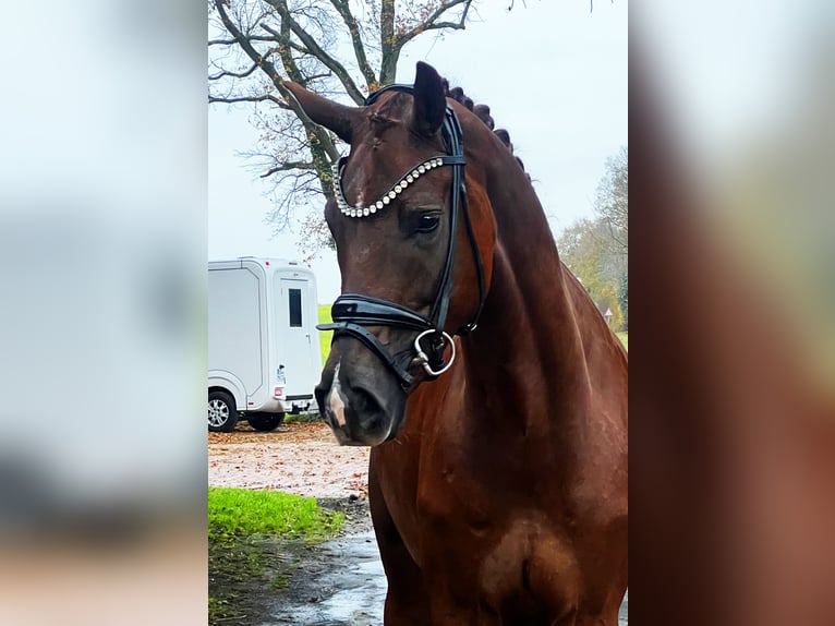 Hannoveraner Wallach 4 Jahre 169 cm Dunkelfuchs in Bramsche