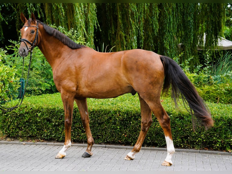 Hannoveraner Wallach 4 Jahre 169 cm Fuchs in Coesfeld