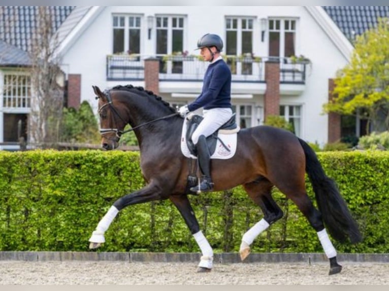Hannoveraner Wallach 4 Jahre 169 cm Fuchs in Coesfeld