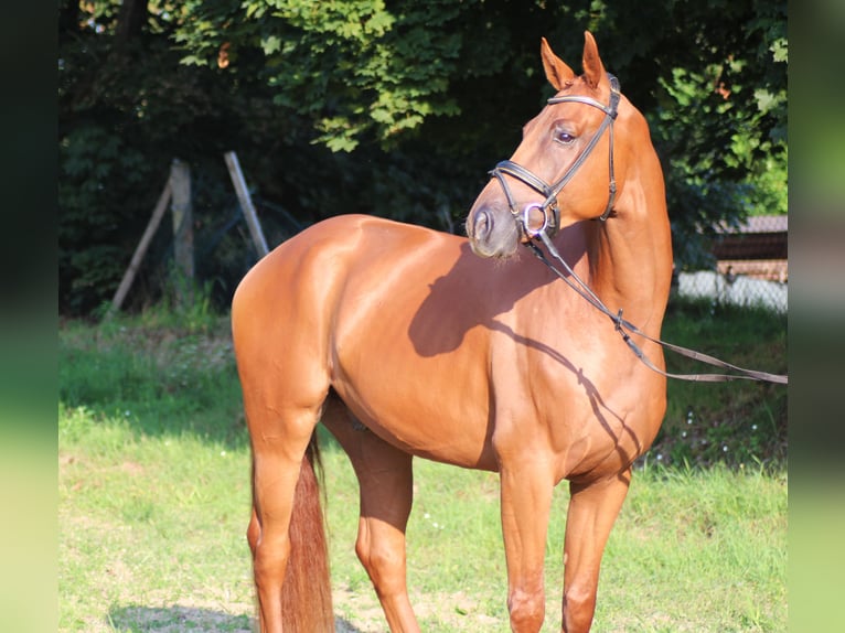 Hannoveraner Wallach 4 Jahre 169 cm Fuchs in Aschaffenburg