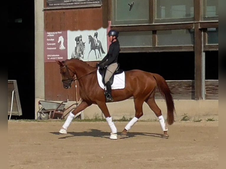 Hannoveraner Wallach 4 Jahre 169 cm Fuchs in Aschaffenburg