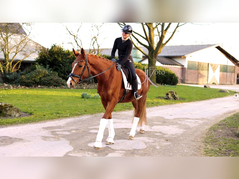 Hannoveraner Wallach 4 Jahre 169 cm Fuchs in Kempen