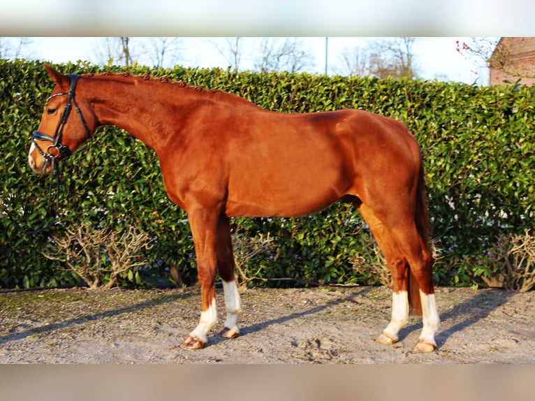 Hannoveraner Wallach 4 Jahre 169 cm Fuchs in Kempen