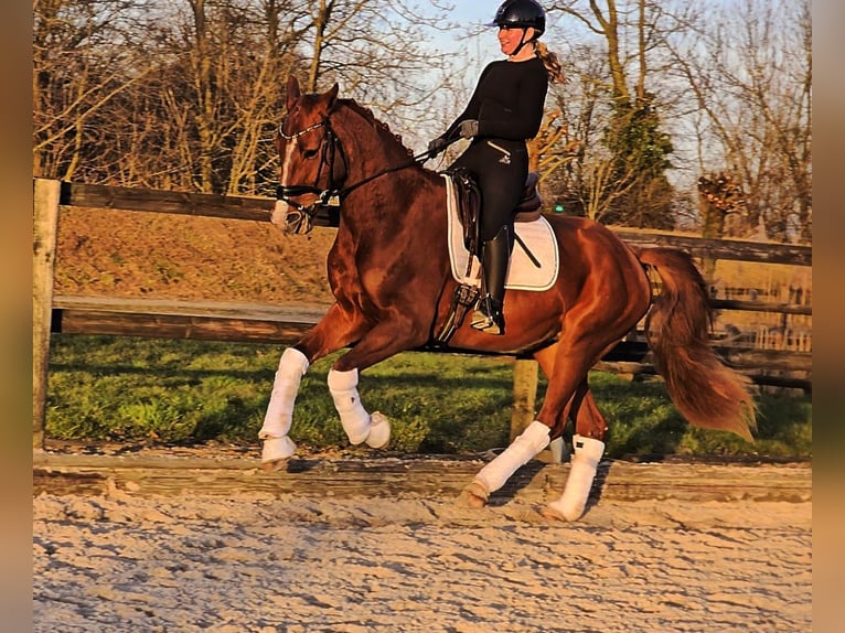 Hannoveraner Wallach 4 Jahre 169 cm Fuchs in Kempen