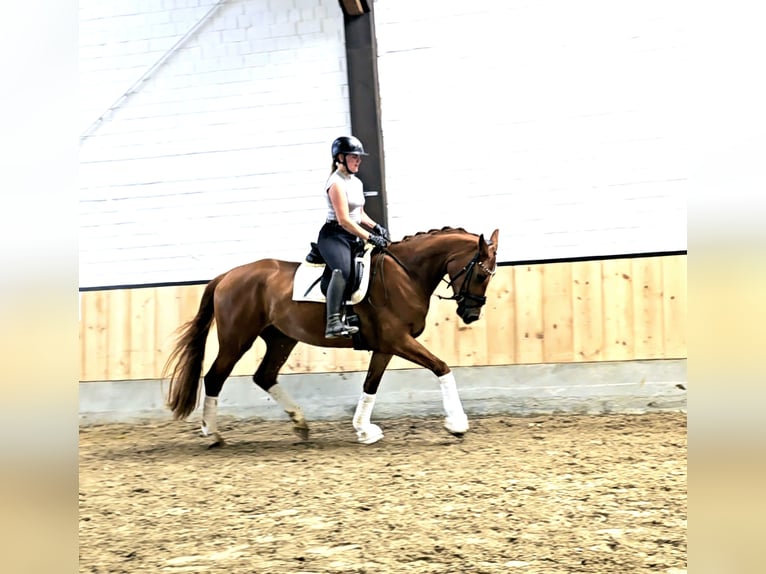Hannoveraner Wallach 4 Jahre 169 cm Fuchs in Kempen