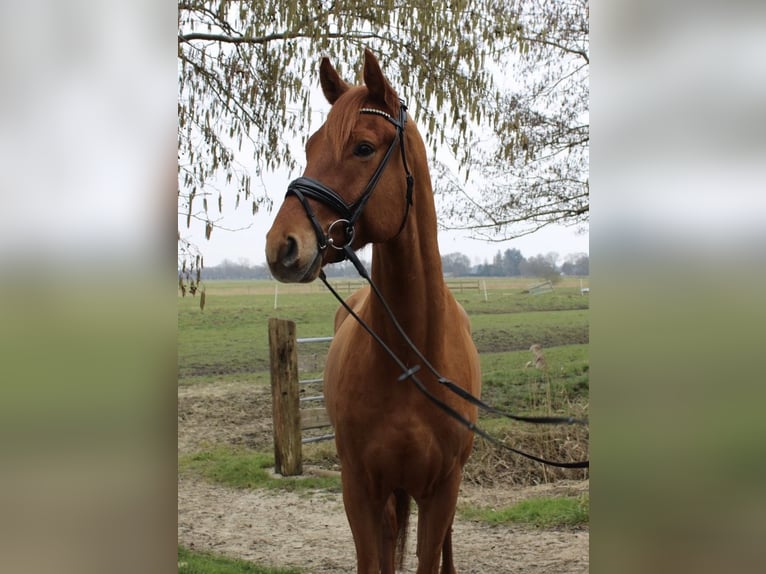 Hannoveraner Wallach 4 Jahre 169 cm Fuchs in Nordleda
