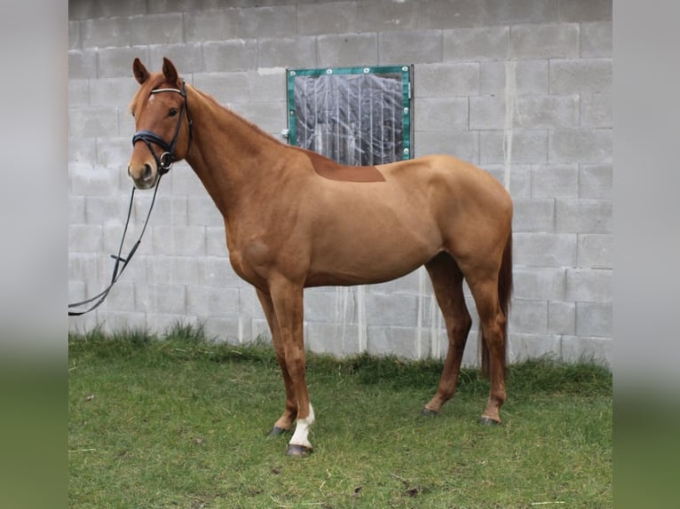 Hannoveraner Wallach 4 Jahre 169 cm Fuchs in Nordleda