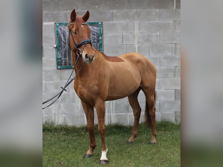 Hannoveraner Wallach 4 Jahre 169 cm Fuchs in Nordleda