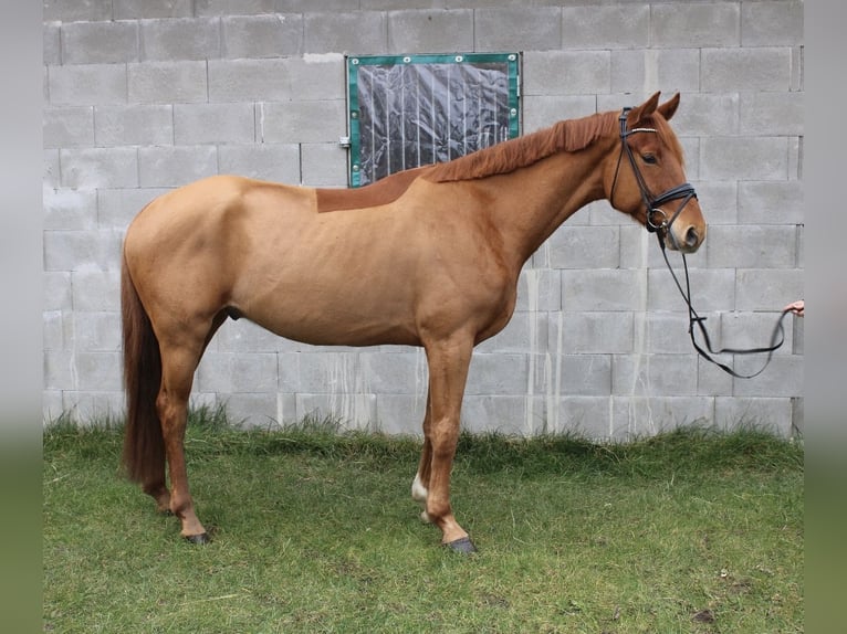 Hannoveraner Wallach 4 Jahre 169 cm Fuchs in Nordleda