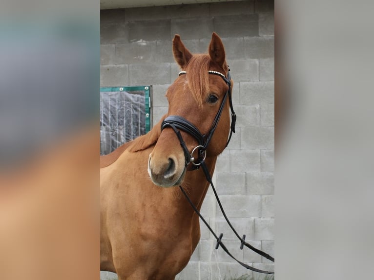 Hannoveraner Wallach 4 Jahre 169 cm Fuchs in Nordleda