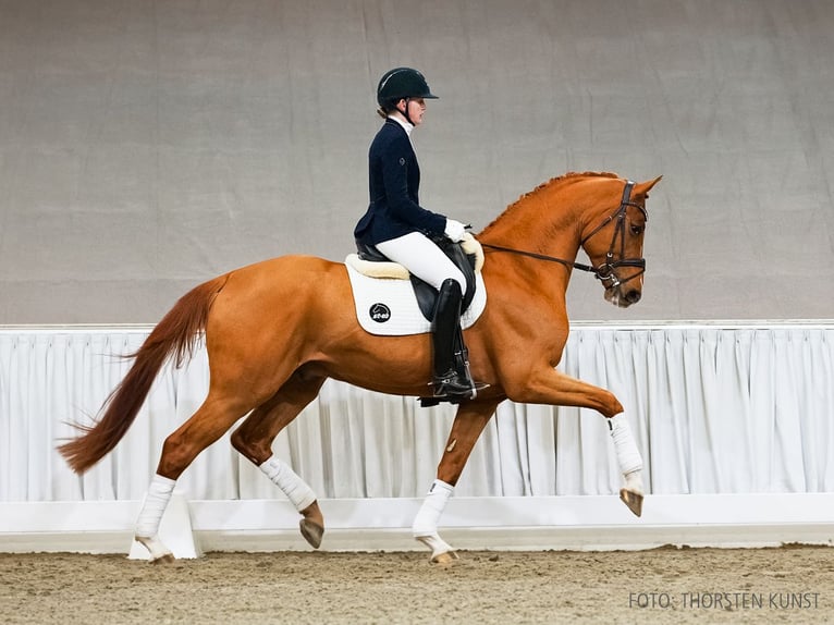 Hannoveraner Wallach 4 Jahre 169 cm Fuchs in Verden