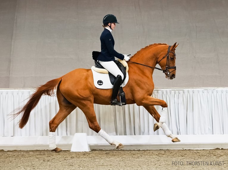 Hannoveraner Wallach 4 Jahre 169 cm Fuchs in Verden