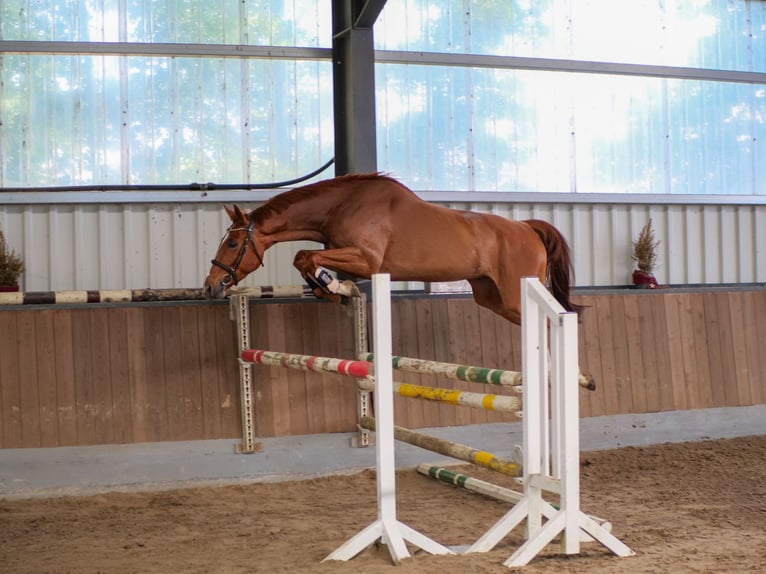 Hannoveraner Wallach 4 Jahre 169 cm Fuchs in Dohren