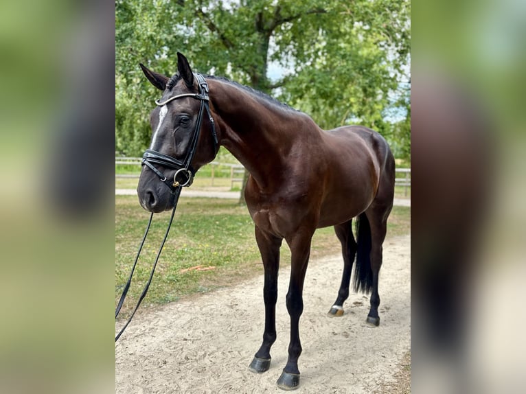 Hannoveraner Wallach 4 Jahre 169 cm Rappe in Crespières