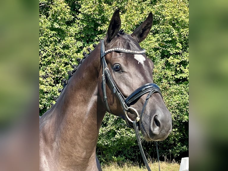 Hannoveraner Wallach 4 Jahre 169 cm Rappe in Rees
