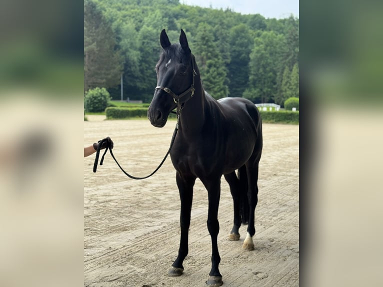 Hannoveraner Wallach 4 Jahre 169 cm Rappe in Neuwied