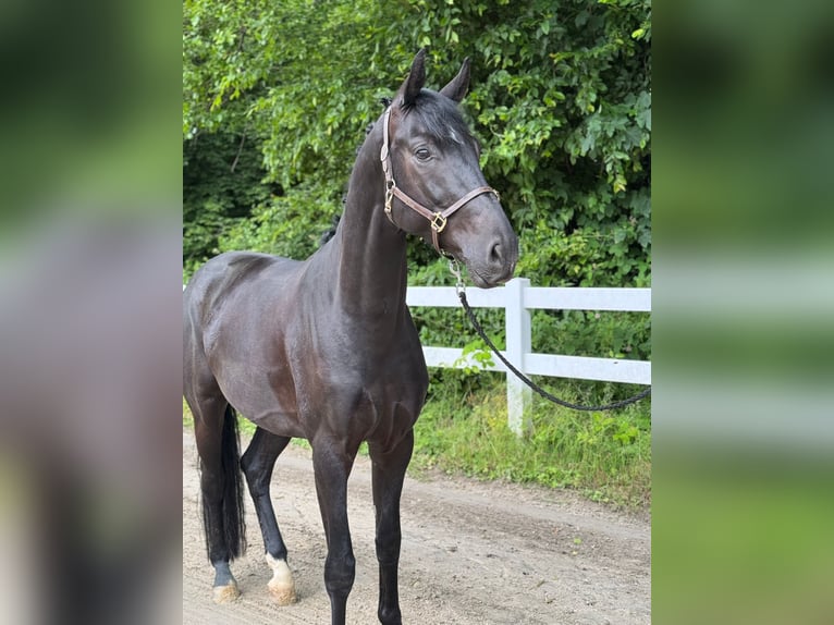 Hannoveraner Wallach 4 Jahre 169 cm Rappe in Neuwied