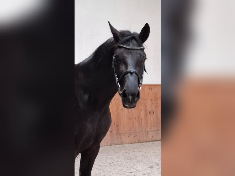 Hannoveraner Wallach 4 Jahre 169 cm Rappe in St.vith