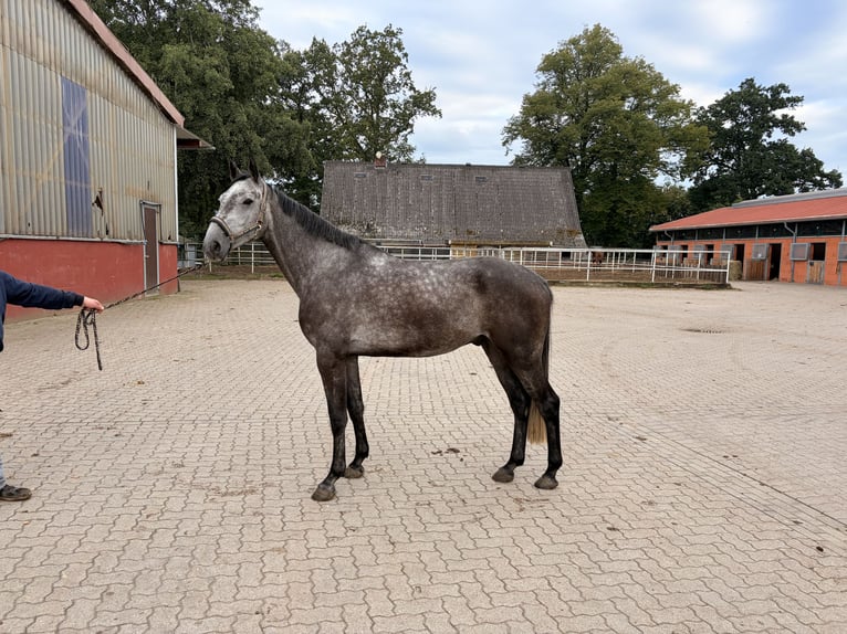 Hannoveraner Wallach 4 Jahre 169 cm Schimmel in Bremervörde