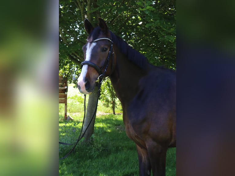Hannoveraner Wallach 4 Jahre 169 cm Schwarzbrauner in Nettetal