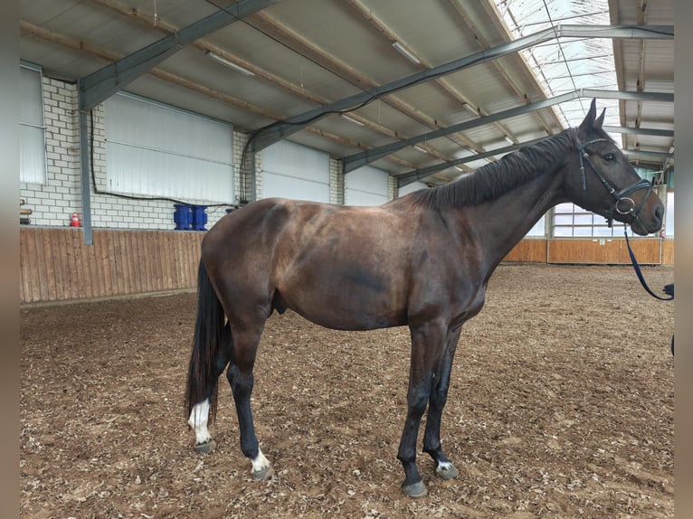 Hannoveraner Wallach 4 Jahre 169 cm Schwarzbrauner in Rhauderfehn