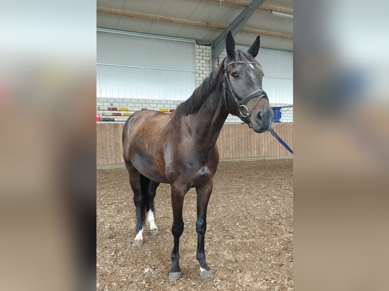 Hannoveraner Wallach 4 Jahre 169 cm Schwarzbrauner in Rhauderfehn