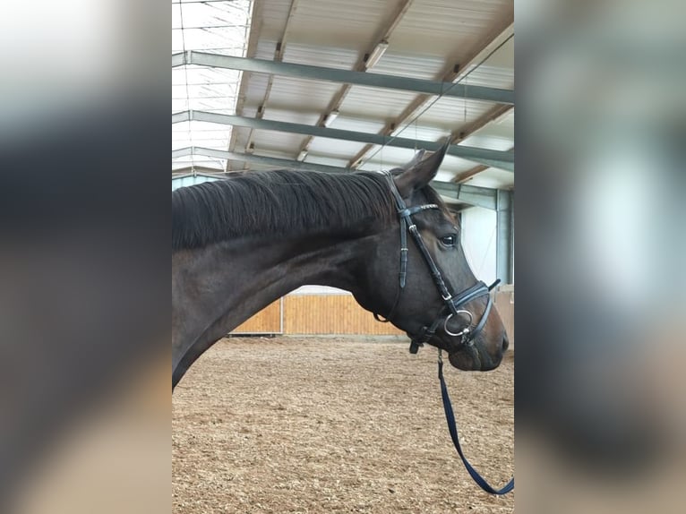 Hannoveraner Wallach 4 Jahre 169 cm Schwarzbrauner in Rhauderfehn