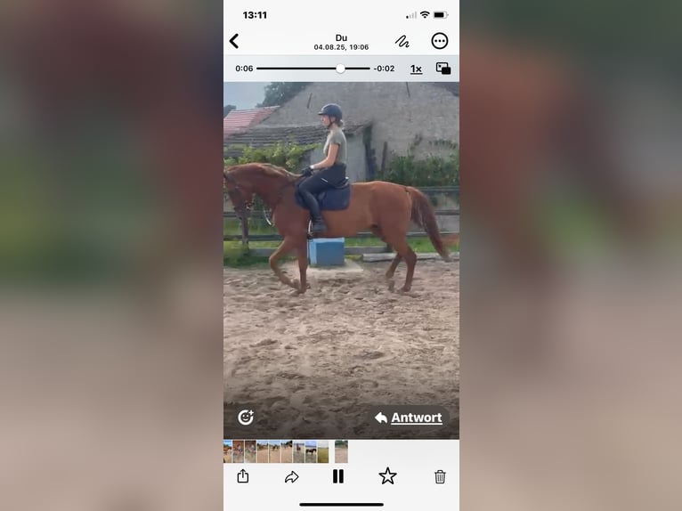 Hannoveraner Wallach 4 Jahre 169 cm in Heiligengrabe