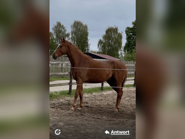 Hannoveraner Wallach 4 Jahre 169 cm in Heiligengrabe