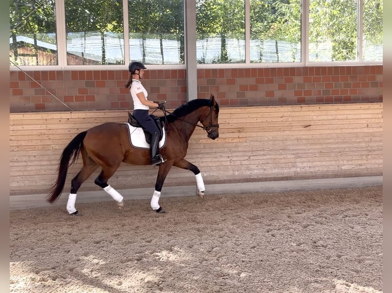 Hannoveraner Wallach 4 Jahre 170 cm Brauner in Beuren