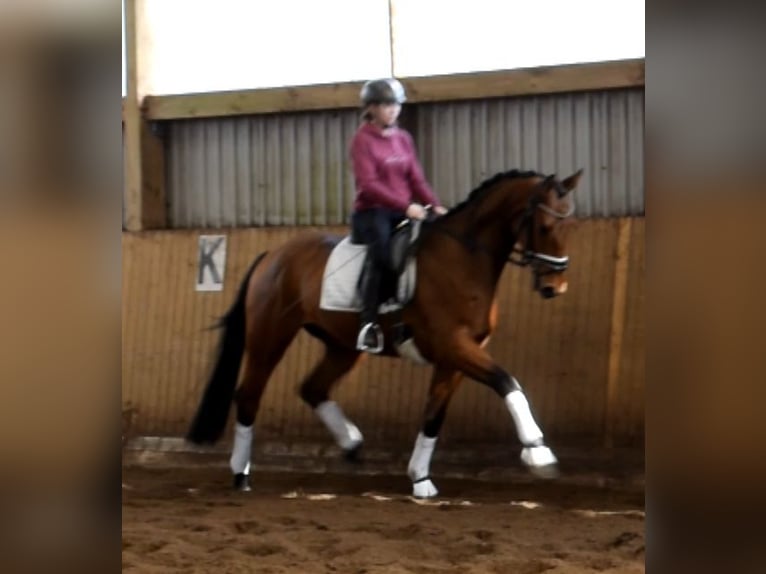 Hannoveraner Wallach 4 Jahre 170 cm Brauner in Fredenbeck