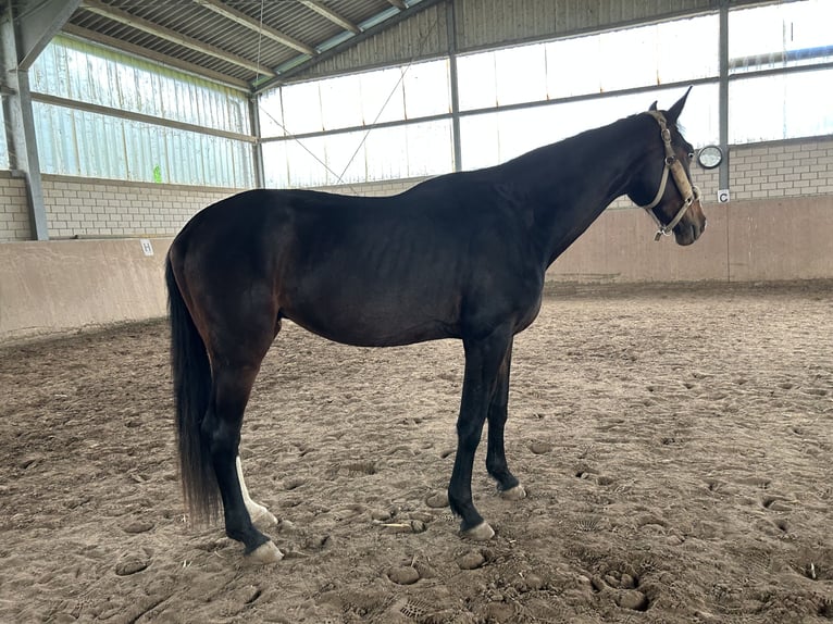 Hannoveraner Wallach 4 Jahre 170 cm Brauner in Haan