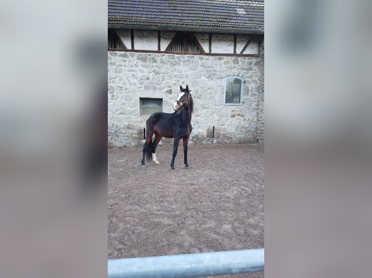 Hannoveraner Wallach 4 Jahre 170 cm Brauner in Haan