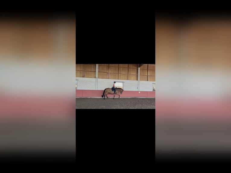 Hannoveraner Wallach 4 Jahre 170 cm Brauner in Rietberg