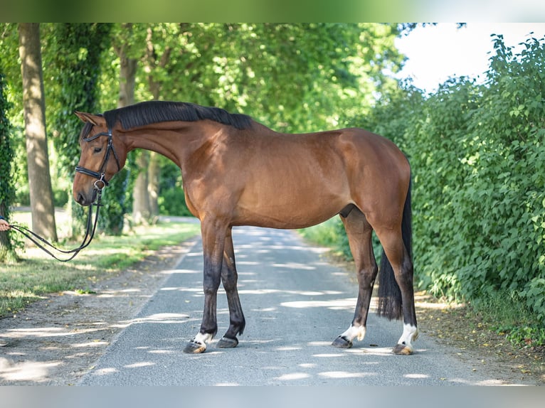 Hannoveraner Wallach 4 Jahre 170 cm Brauner in Glandorf