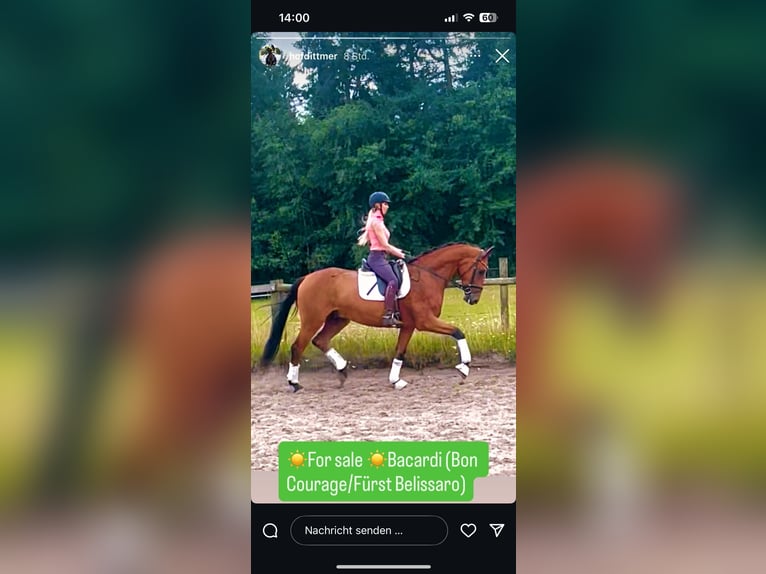 Hannoveraner Wallach 4 Jahre 170 cm Brauner in Kirchlinteln