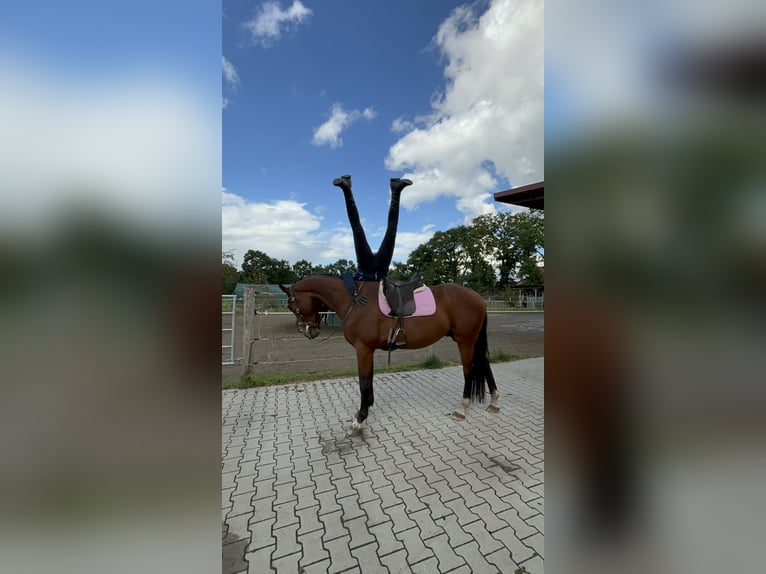 Hannoveraner Wallach 4 Jahre 170 cm Brauner in Neuenkirchen